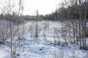 View of the trees that snowed on a cold winter day when the bright sun is shining