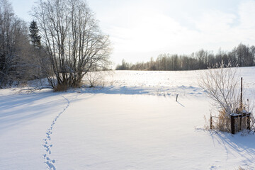 View of the trees that snowed on a cold winter day when the bright sun is shining
