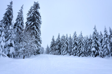 winter wonderland in the black forest on the kaltenbronn