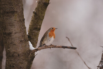 Robin at branch while snowing