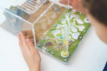 small boy looks with interest at the formicarium, an ant farm with reaper ants