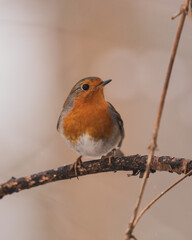 Robin closeup with red background