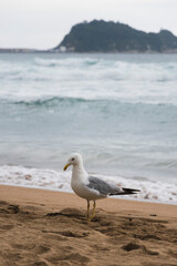 seagull on the beach