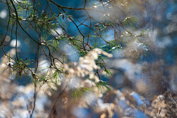 Snow-covered branches of pine trees in the forest close up on a sunny day