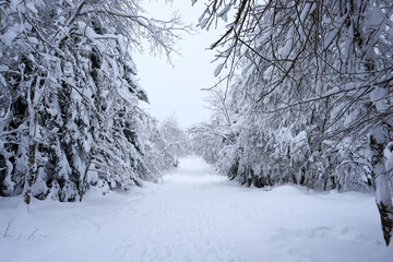 Fototapeta na wymiar winter wonderland in the black forest on the kaltenbronn
