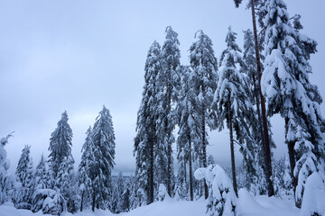 winter wonderland in the black forest on the kaltenbronn
