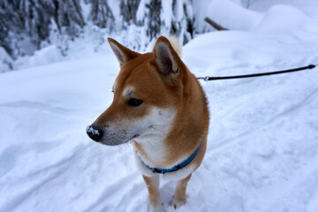 red sesame shiba inu in the snow