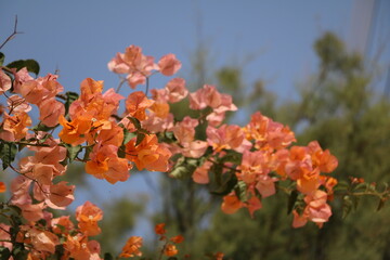Orange flowers of Bougainvillee on Malta 
