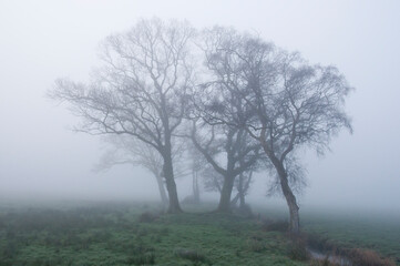 Obraz na płótnie Canvas Foggy morning on the Somerset Levels, England