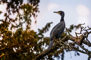 Close up of a Cormorant perched in the top of a tree