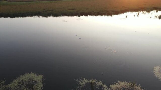 Two swans are sailing on a calm lake water during sunset