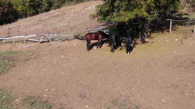 Three horses eating grass under the tree.