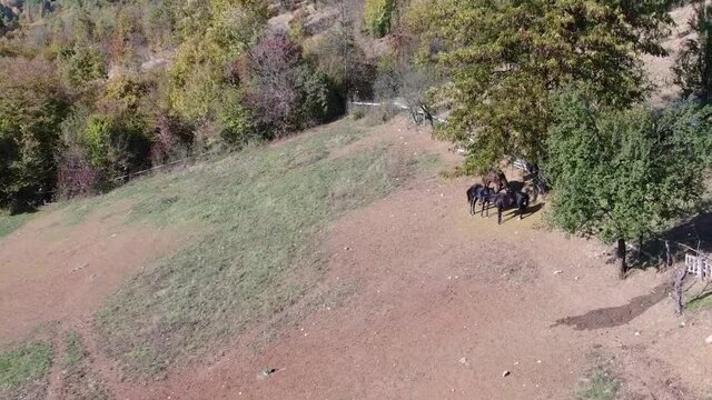 Three horses in yard. Aerial footage