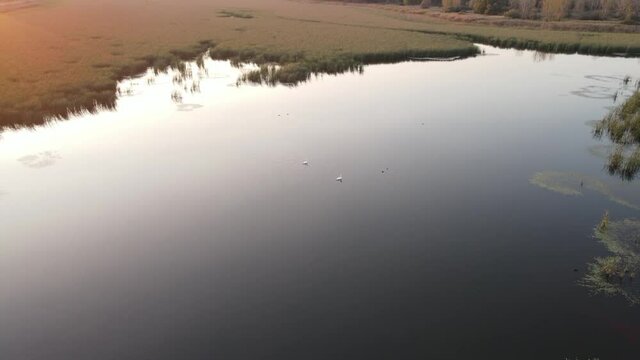 Swans are sailing on a calm lake with the sunrise in background