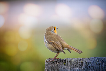 Close up of a Robin perched on a wooden post