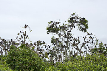 Caribbean, Guatemala, Central America: tons of cormorants on tree 