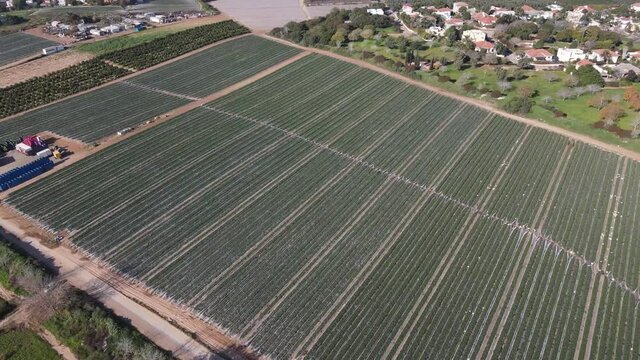 aerial view - plantation of strawberry field in a row
