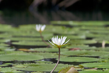 Caribbean, Guatemala, Central America: white water lilies