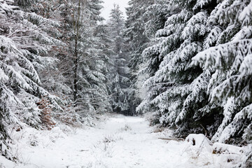 Winterlandschaft mit Neuschnee