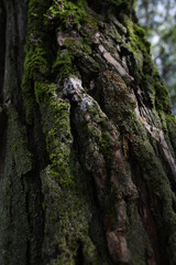 moss on tree
