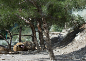 A yawning lion in an enclosure at the zoo