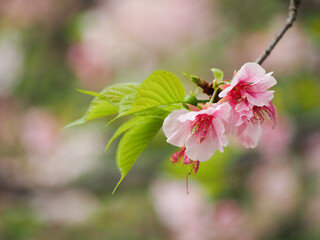Beautiful cherry blossoms in spring bloom in pink and red colors for tourists' viewing in Taipei, Taiwan.