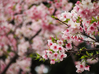 Beautiful cherry blossoms in spring bloom in pink and red colors for tourists' viewing in Taipei, Taiwan.