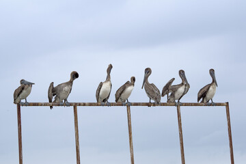 Caribbean, Guatemala, Central America: pelicans on an iron bar