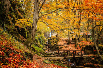 autumn in the forest whit wood bridge 