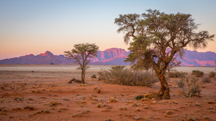 Fototapeta na wymiar Grassy steppe with Camel Thorn trees (Vachellia erioloba), near Sesriem, morning light, Naukluft Mountains at the back, Sesriem, Namibia.