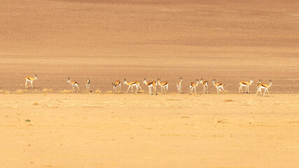 Fototapeta na wymiar Herd of springbok ( Antidorcas marsupialis), Sossusvlei, Namibia.