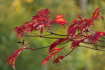 Feuerrotes Herbstlaub in der Abendsonne