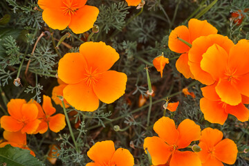 Fototapeta na wymiar Blooming orange Eschscholzia californica in nature