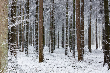 Winterlandschaft mit Neuschnee