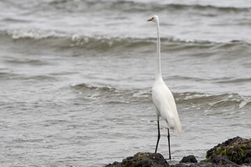 Livingston, Caribbean, Guatemala, Central America: great egret (Ardea alba) / common egret / large egret stands on the seashore and looks into the sea