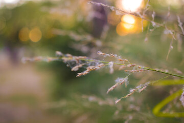 planta