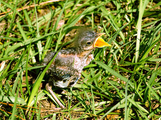 Baby Bird Cry