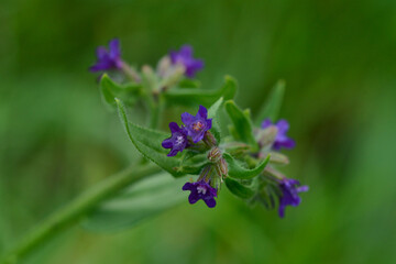 Blüte der Gemeinen Ochsenzunge (Anchusa officinalis)	