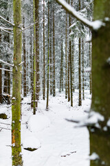 Winterlandschaft mit Neuschnee