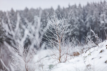 Winterlandschaft mit Neuschnee