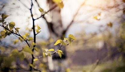 The appearing leaves on birch branches in the spring.