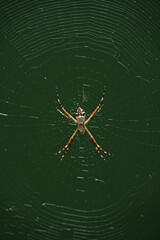 Spider creates web in the garden of a house
