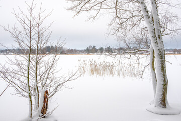 Winter lake with snowy trees