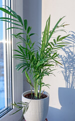 Palm tree on the window sill. The shadow of the palm tree is reflected.