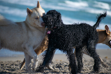 Dogs playing at the beach