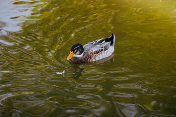 PATO