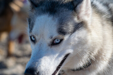 Dogs playing at the beach