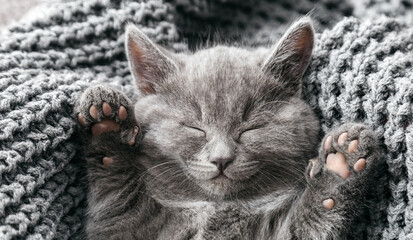 Gray british kitten lies on gray soft knitted blanket. Cat portrait with paws rest napping on bed. Comfortable pet sleeping in cozy home. Top view. Long web banner