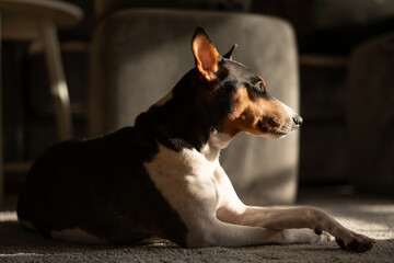 Beautiful cute Basenji dog lying at home on a gray carpet