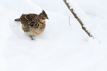 Ruffed Grouse Walking on Snow in Winter, Closeup Portrait